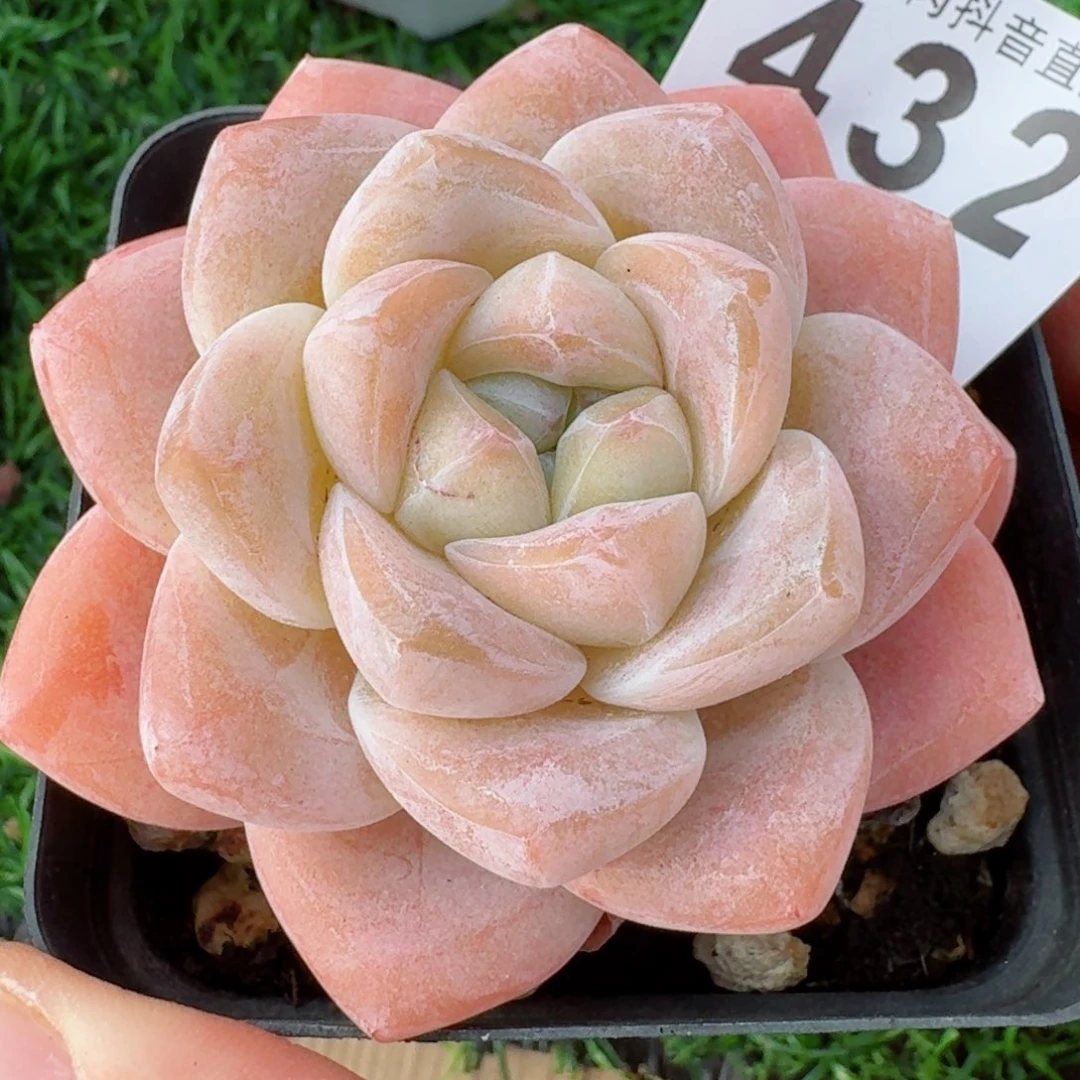 开播福利捡漏随单发满58包邮