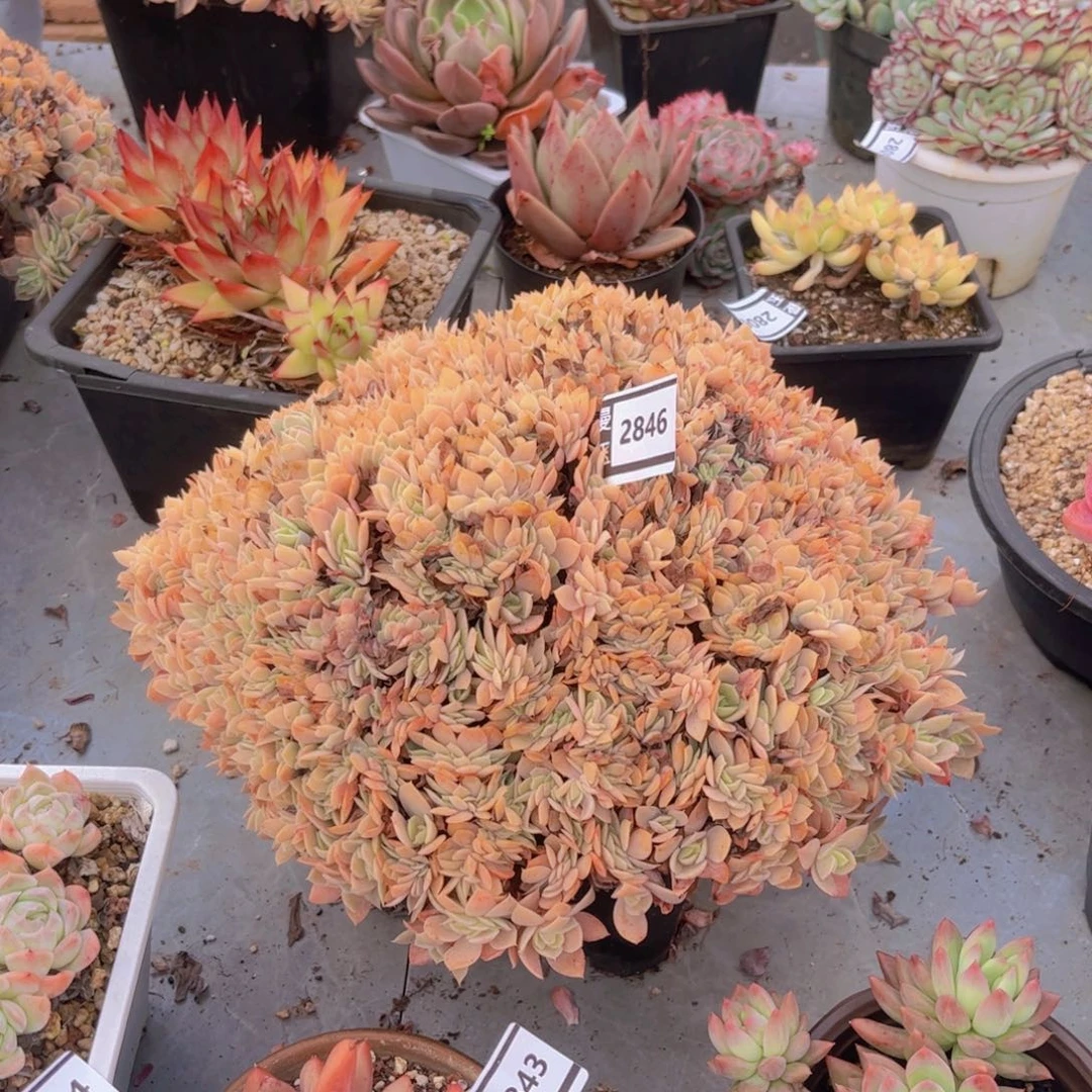 多明戈缀多肉植物2846