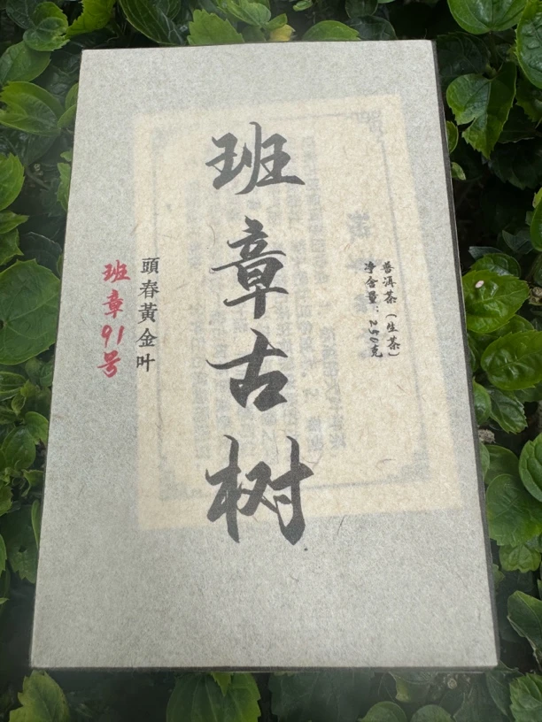 拍2发3景迈2025年头春古树班章古树黄金叶普洱茶生茶250克