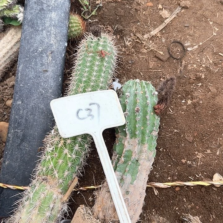 *****C37毛花柱瑕疵球20的