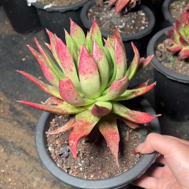 874哈哈哈哈哈哈哈哈哈