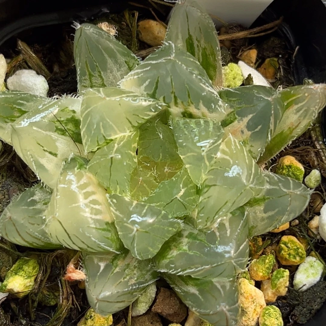 68冰魄玉露锦福利专场