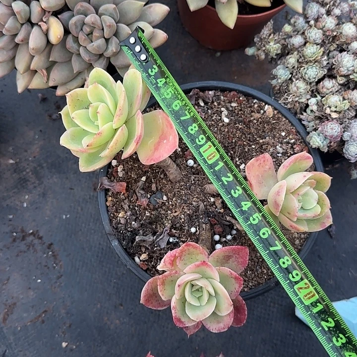 星纳塔144 多肉植物一物一拍