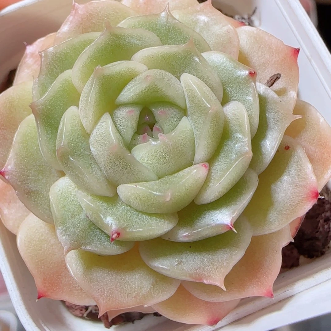 花语多肉1228-170