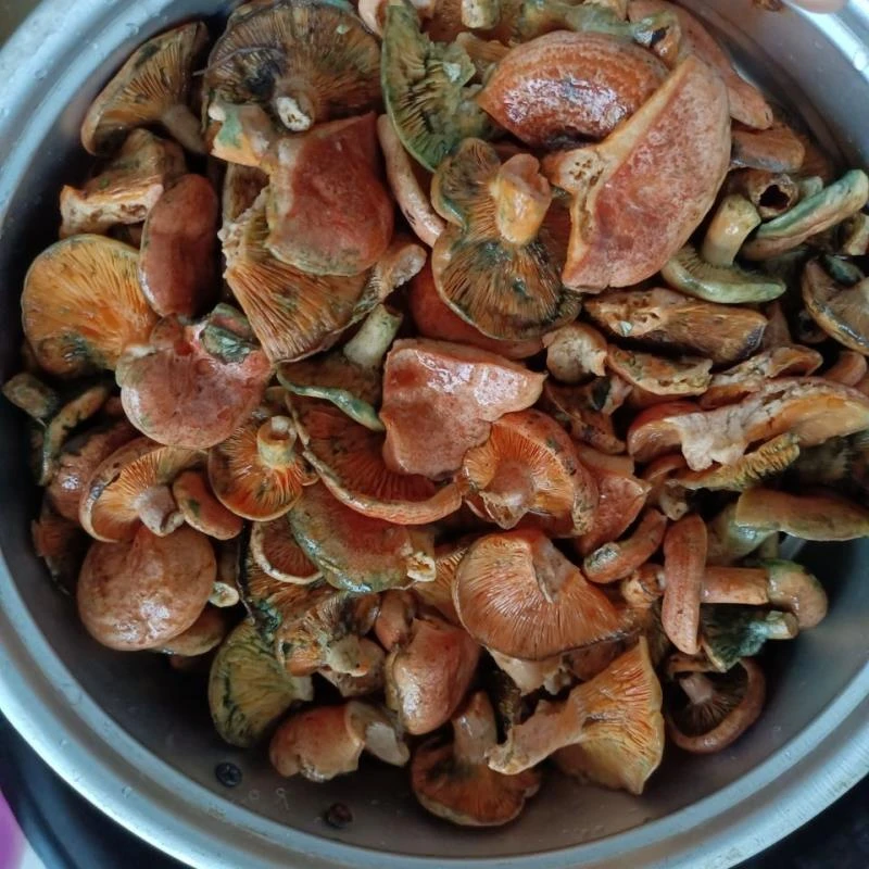 野生松菌,松乳菇干品当季,寒菌,谷熟菌,枞树菌,九月香