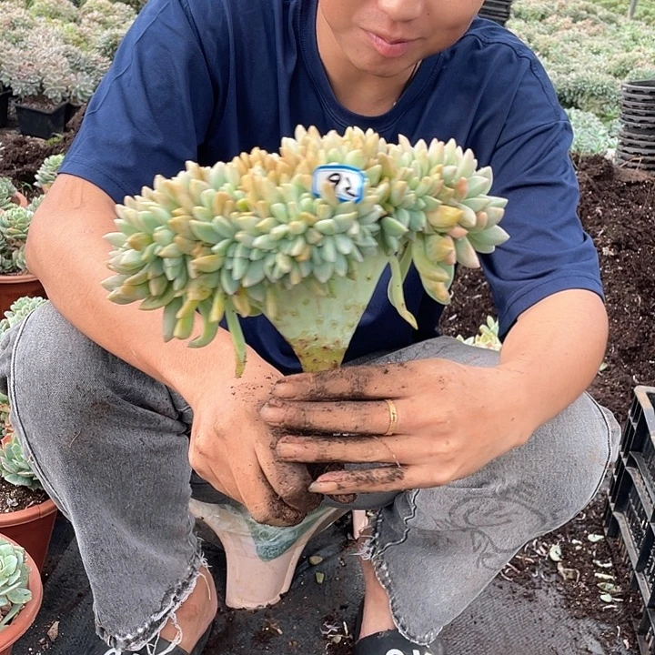 92 一物一拍淡雪缀