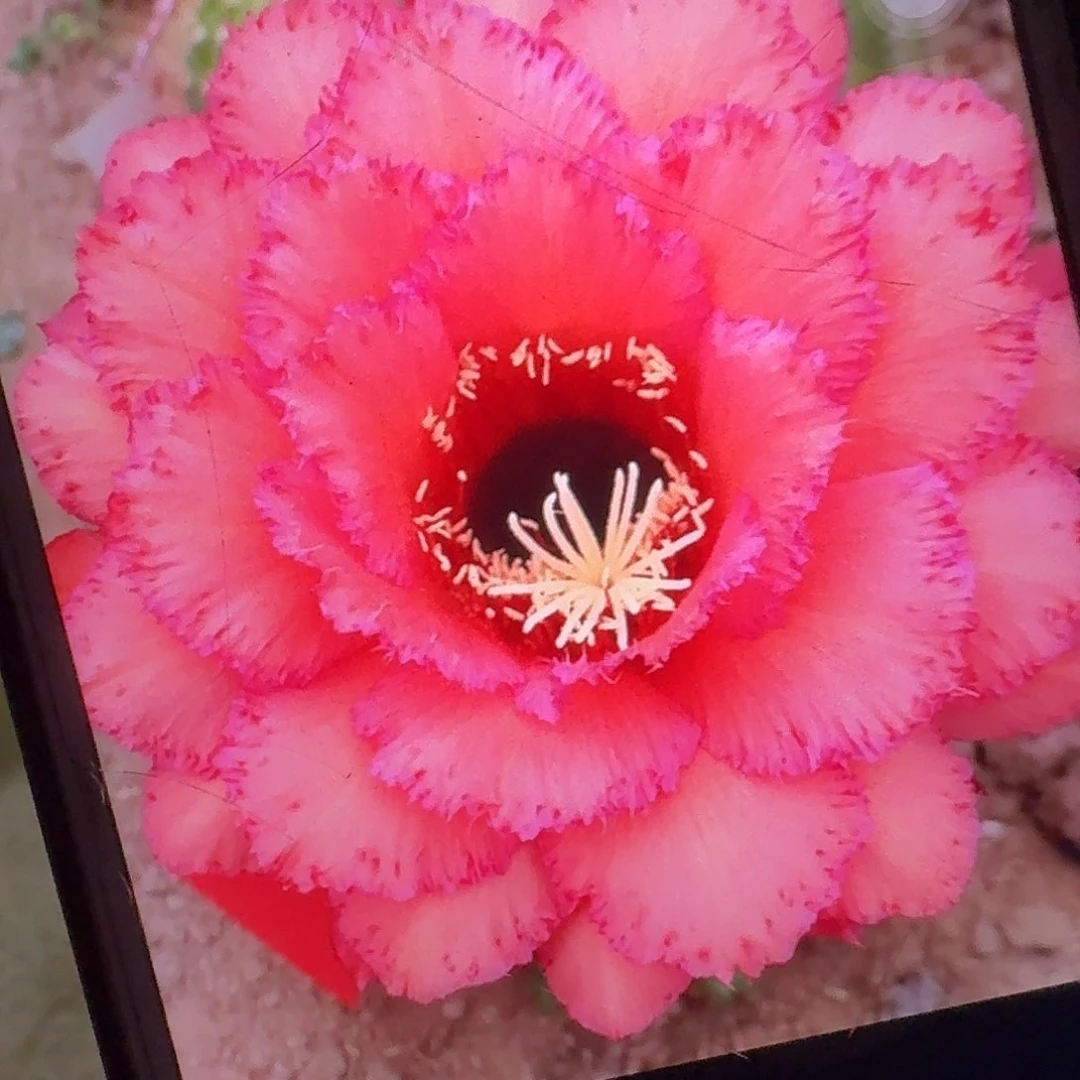 克斯丁侧芽5公分毛花柱