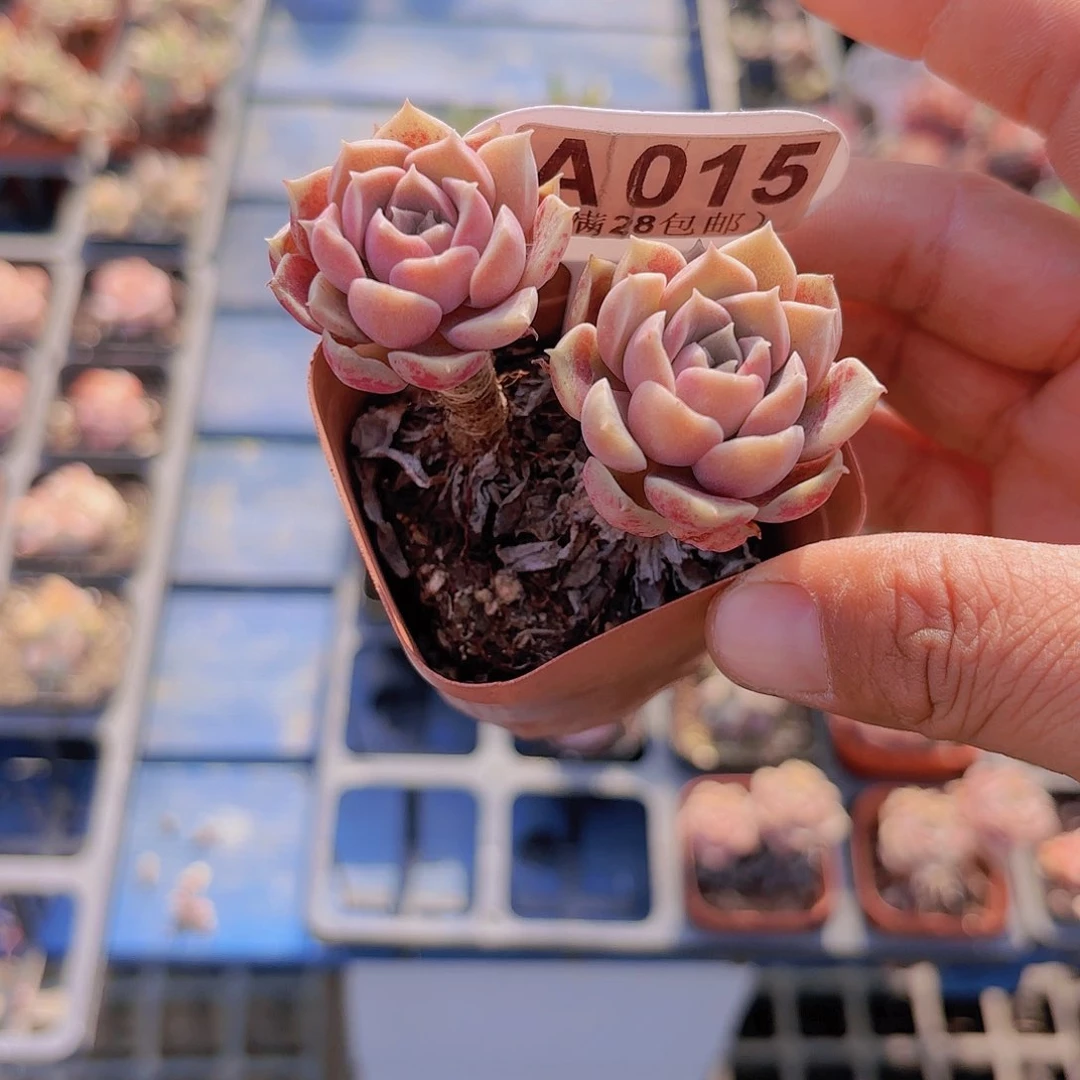 请****丽A015戴伦一物一拍