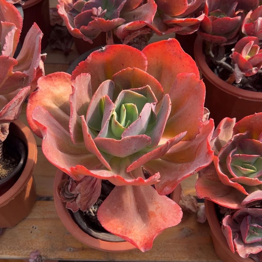 多肉初吻【满18包邮】