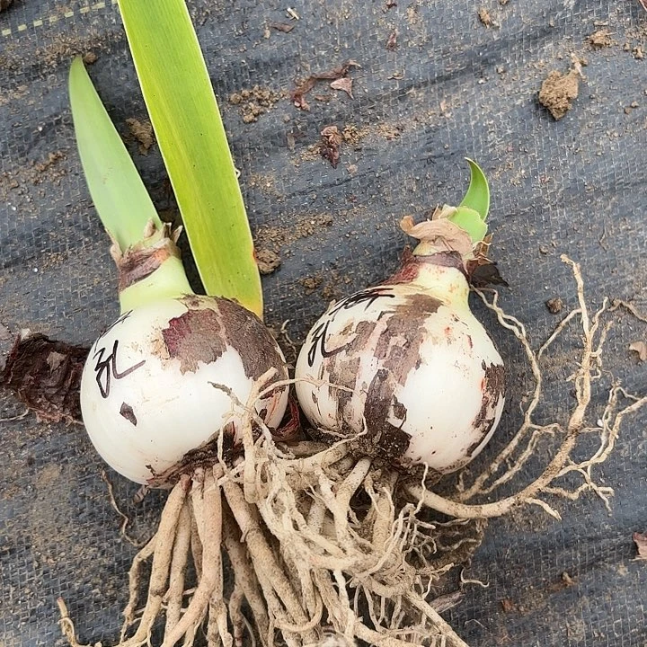 异域孔雀六➕包对版