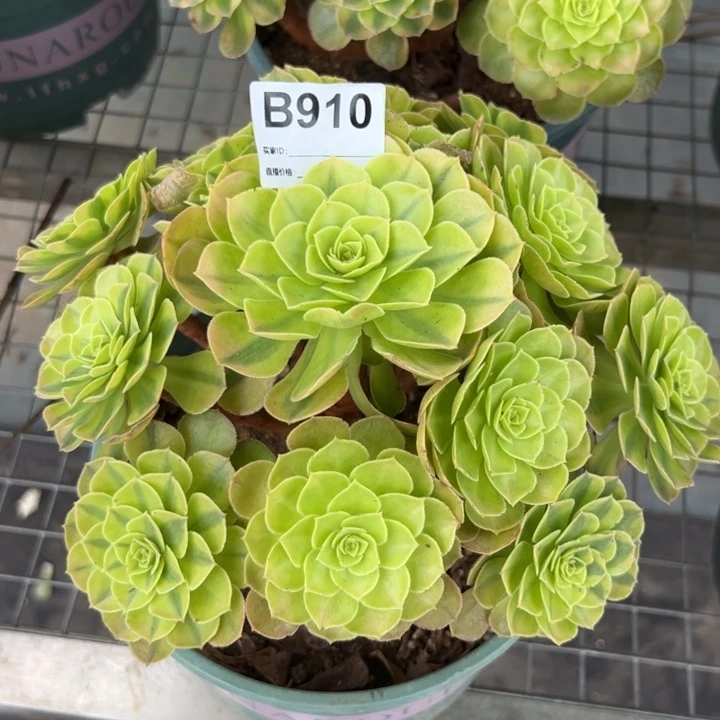 910雨荷20厘米左右