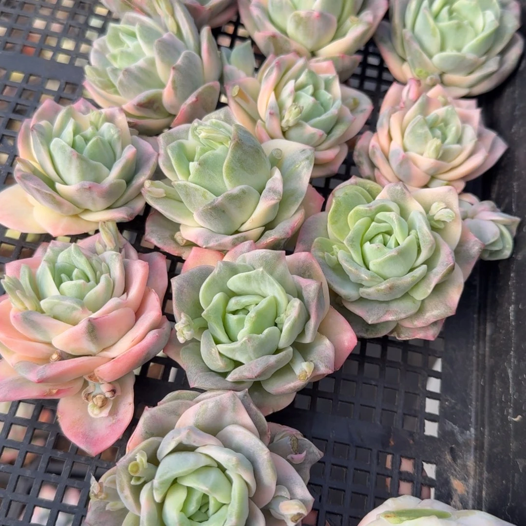 彩锦可爱玫瑰锦，多肉锦