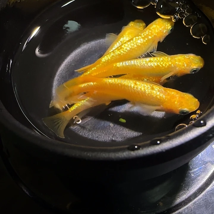 青鳉鱼观背青鱂一物一拍352