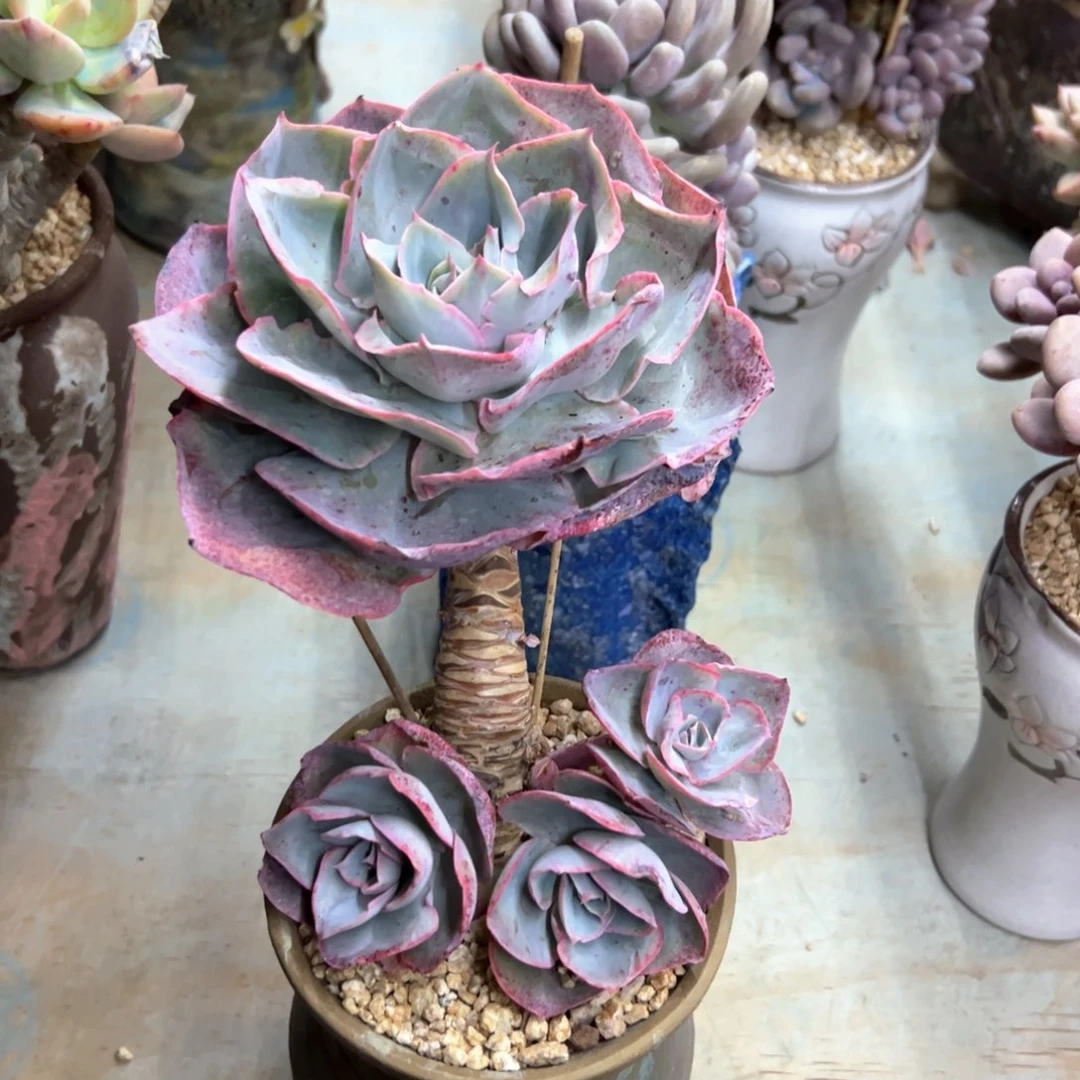 亨****H达芬奇32 零零多肉植物