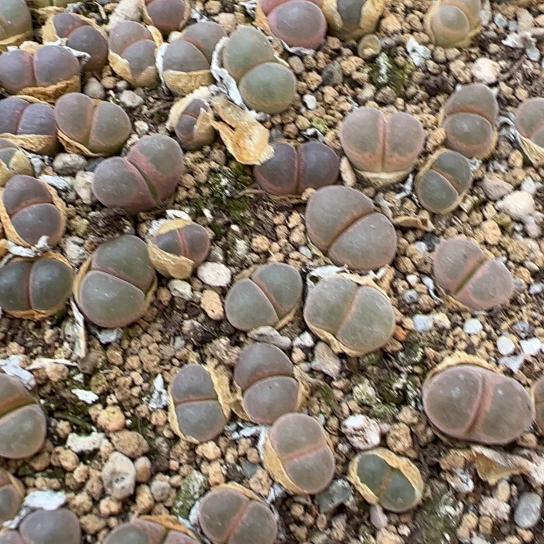 量拍鲑鱼粉风铃一颗。多肉