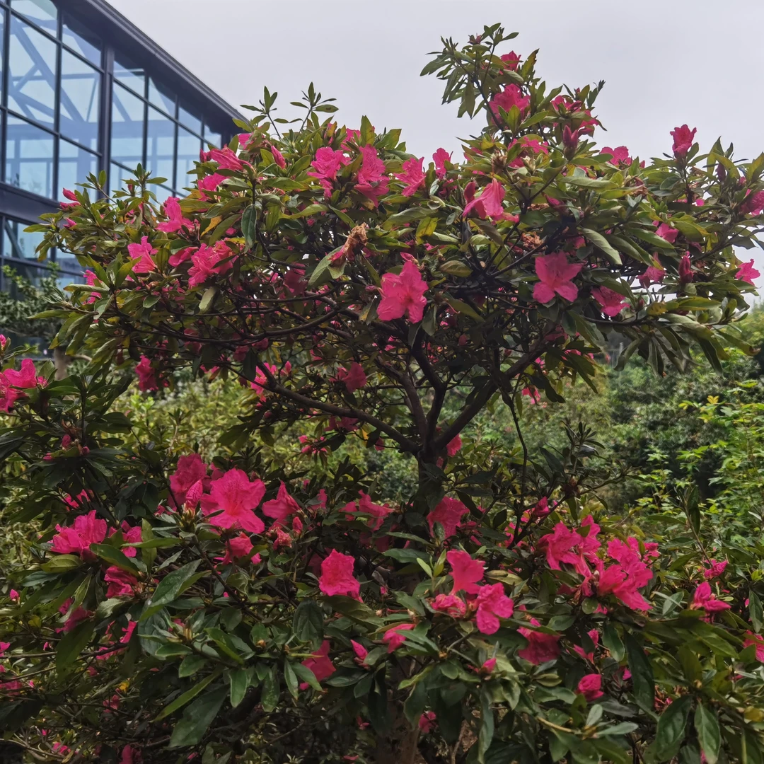 花色特艳映山红盆景