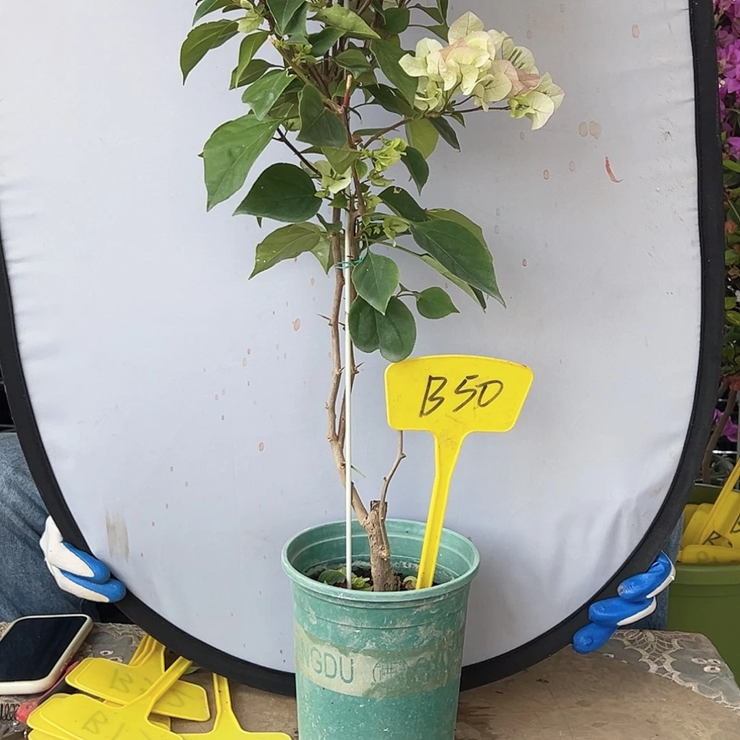 五***哥大部分花苞少量开放B50绿樱