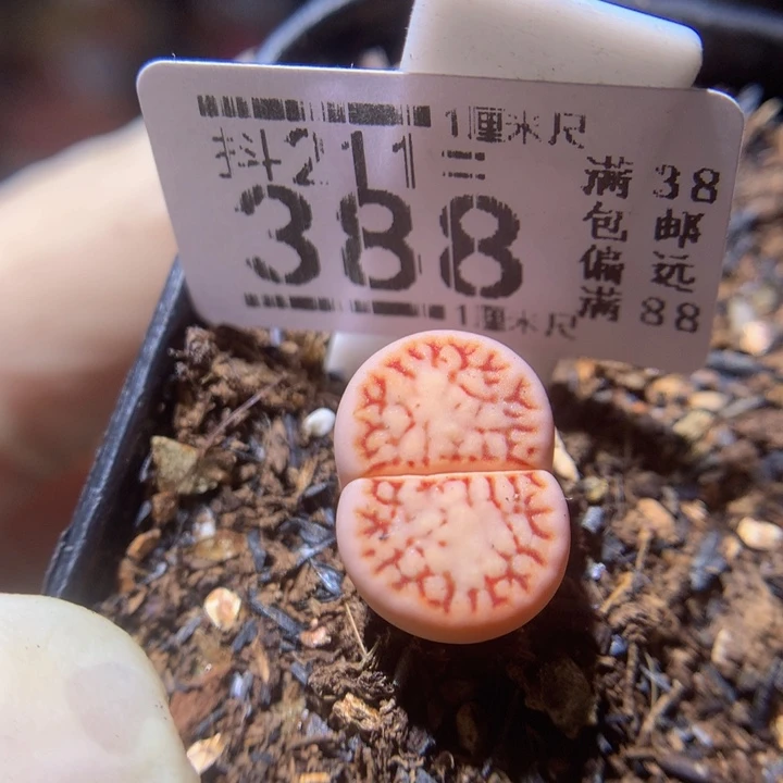 精品生石花211.388