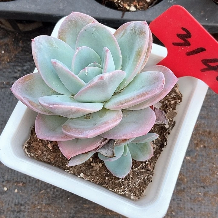 伟****兔多肉植物布鲁兰3140