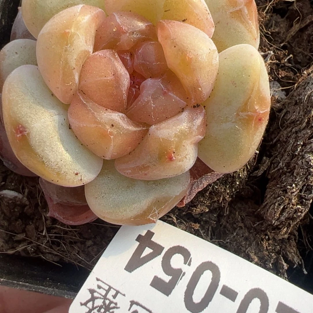 小卡拉米糖心一物一拍20-54