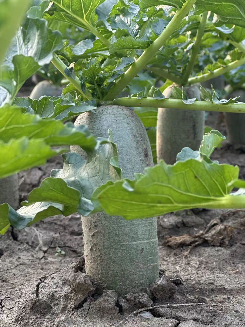 潍县萝卜产地直发【固堤萝卜】现拔现发 脆甜多汁