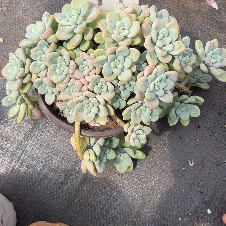 梅***晨语多肉，一物一拍17