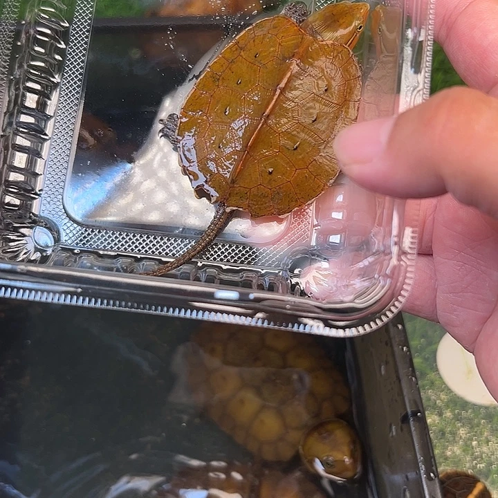 @***@绿毛龟母剧院闭壳龟