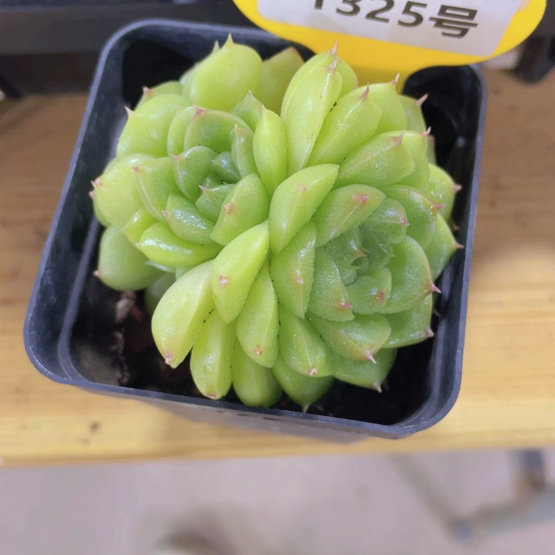 1325号 绿透珍妮麦秆群