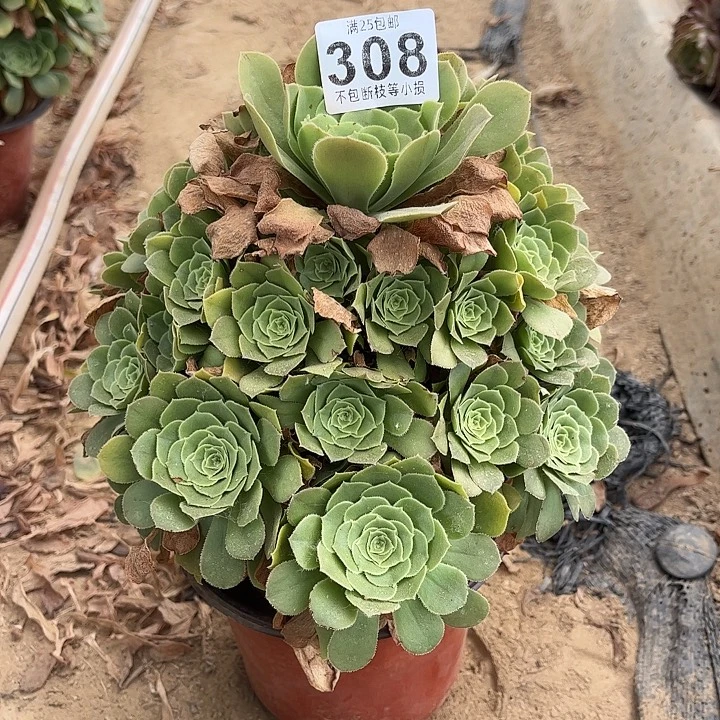 绿杨蓉308不包断枝