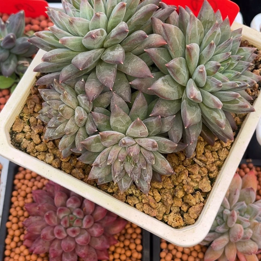 图***️多肉植物区弃坑多肉植物宿舍冷