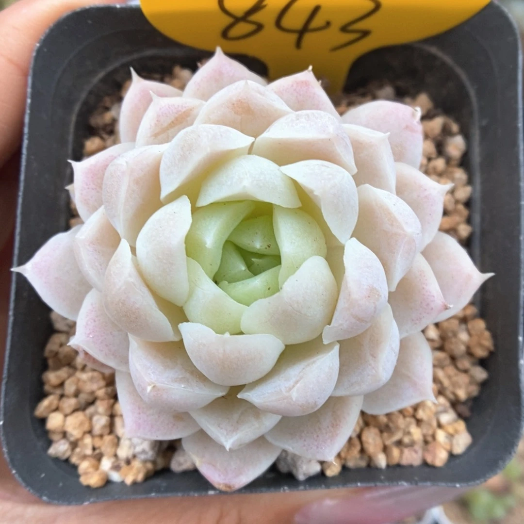 白月影可拍843号。