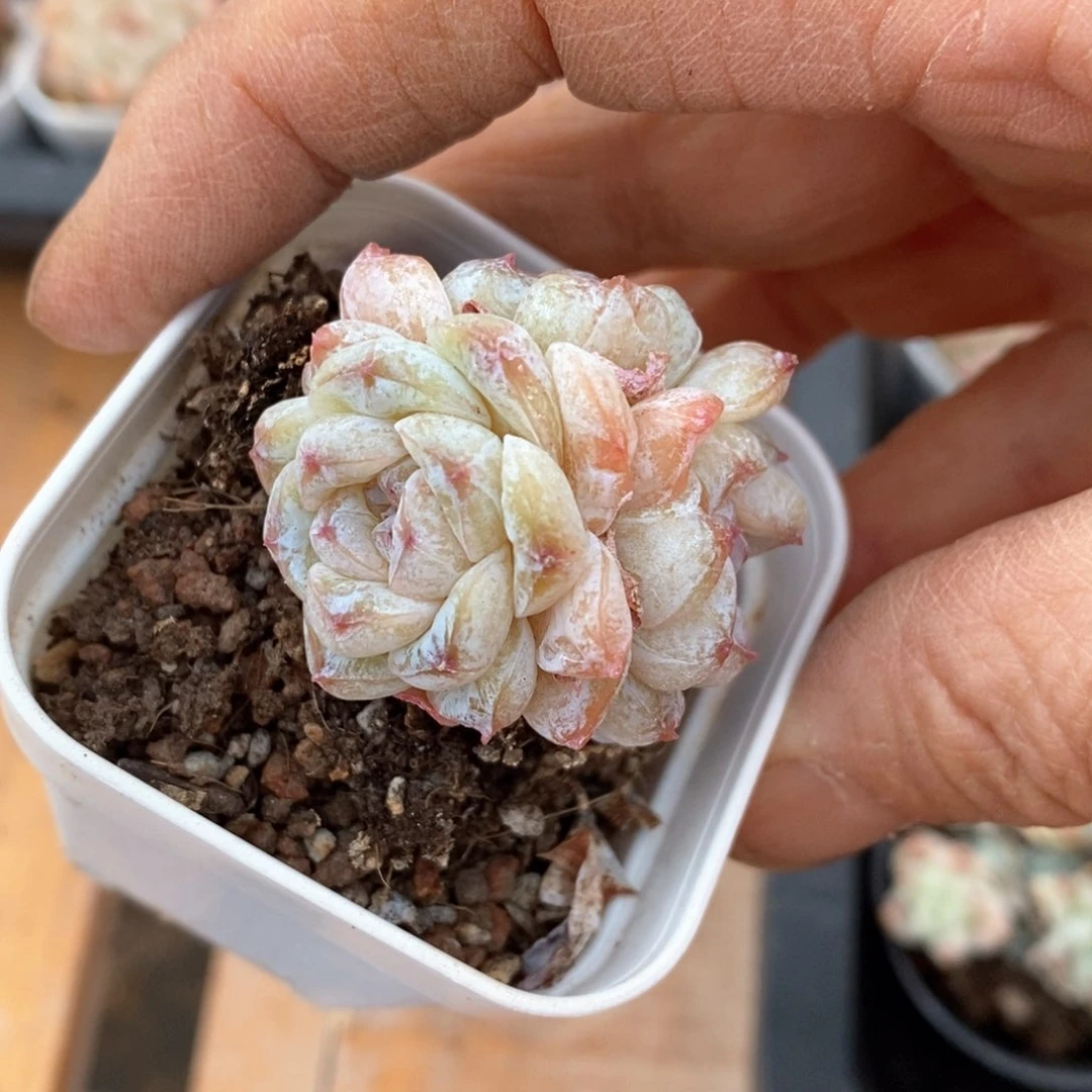 精品多肉一物一拍不包整86