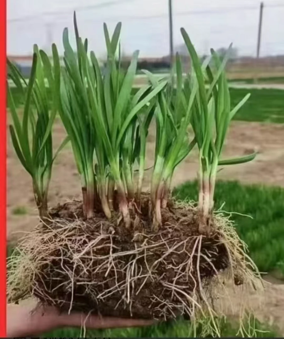 头茬紫根韭菜山东万亩之乡