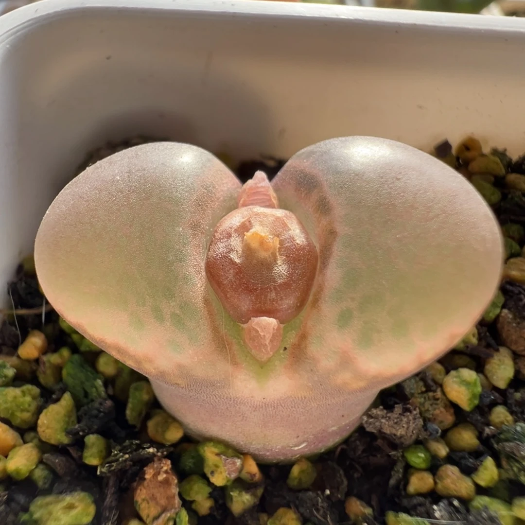 无花朵实生风铃玉14