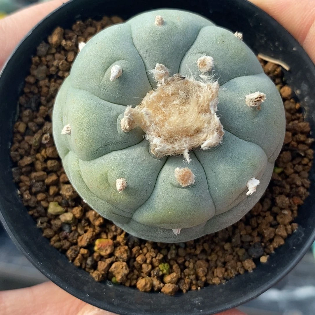 孤*?无刺仙人球开花了吗