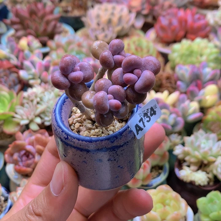 一物一拍含盆土满38包邮A734
