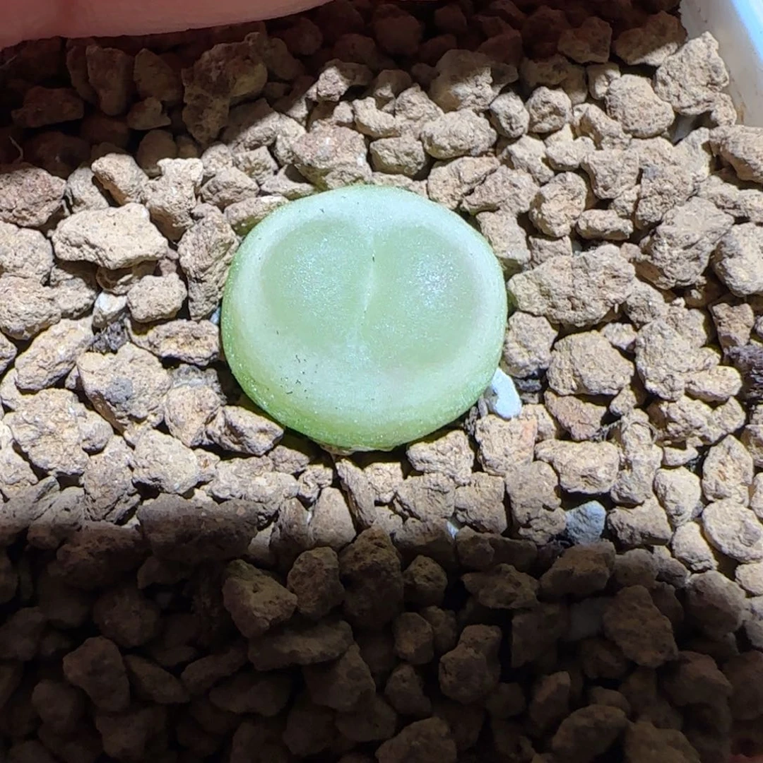 肉锥多肉植物组合-日式拉登290