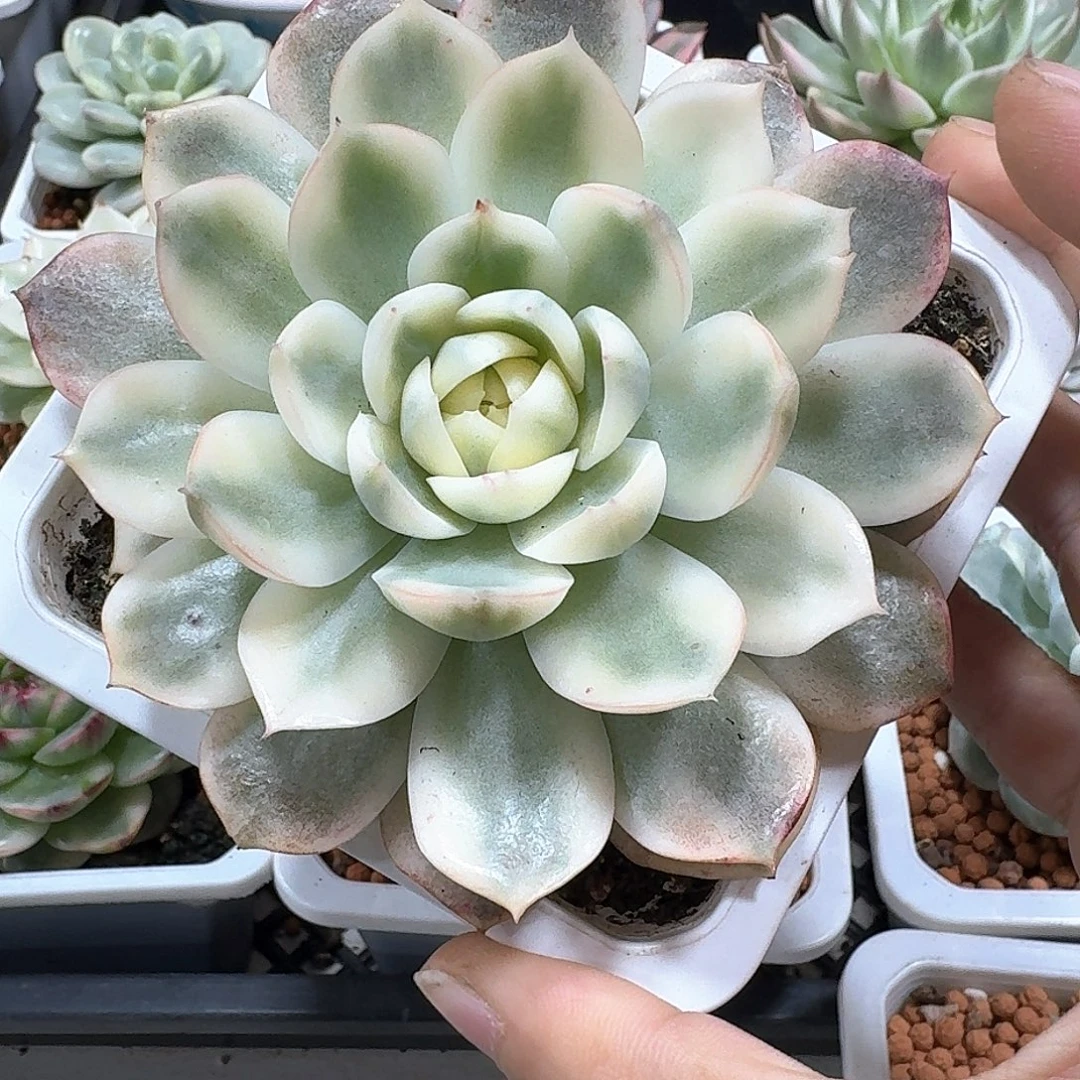 粉水晶锦多肉植物