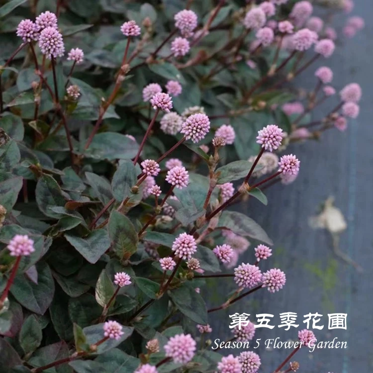 第五季花圃 头花寥维多利亚地毯 多年生耐热庭院地被盆栽垂吊植物