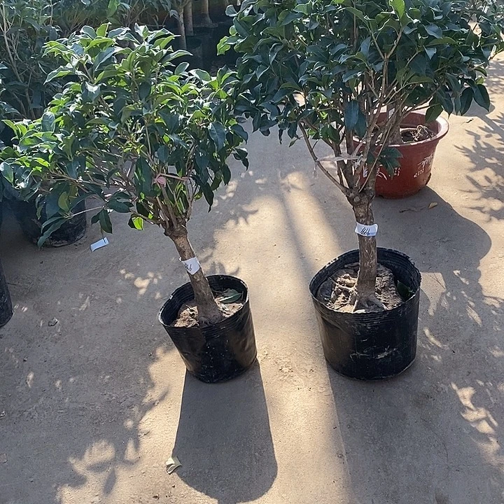 完全开放老金桂花