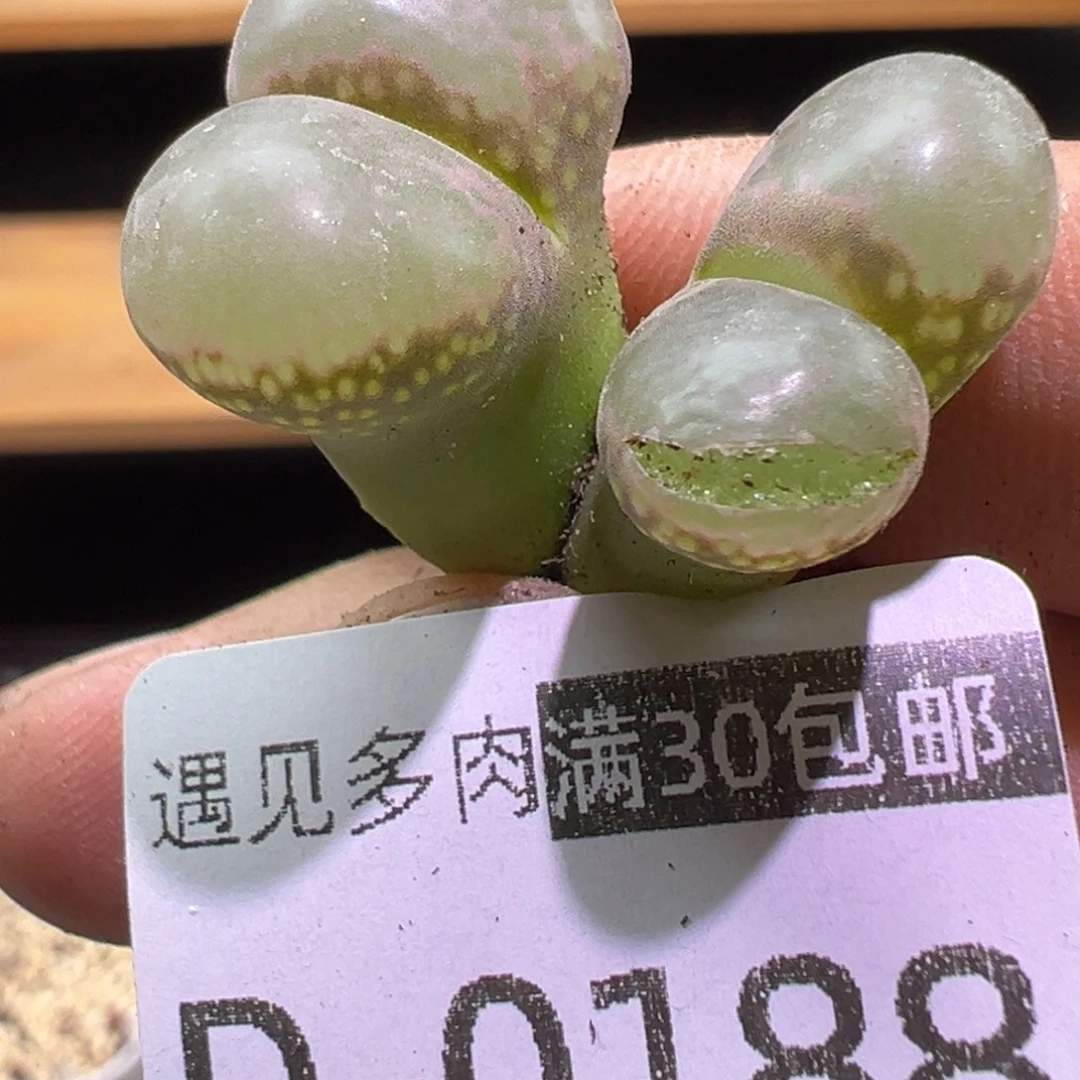 多肉植物1111111111