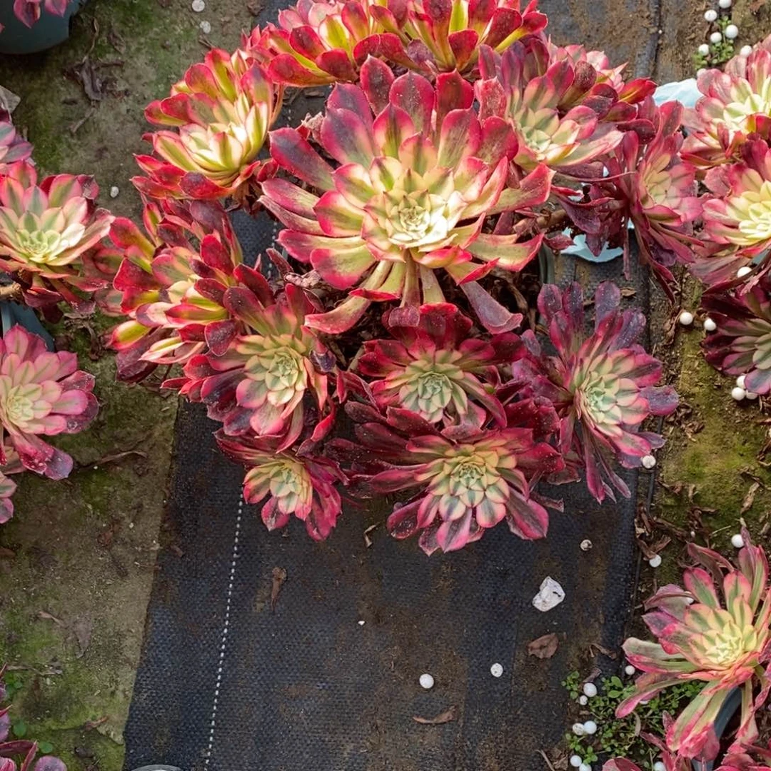 红彤白1颗多肉多肉1996