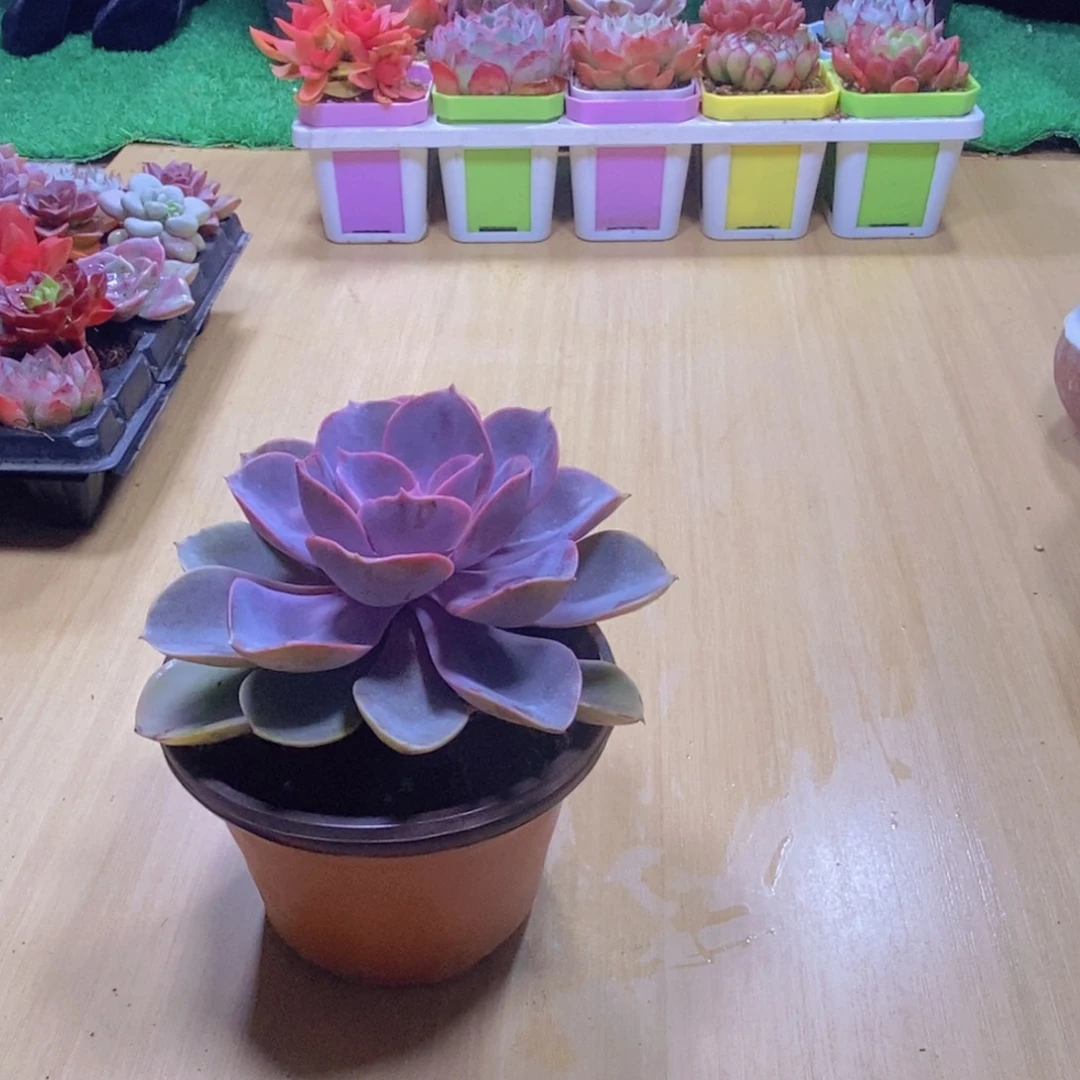 无花朵多肉植物紫珍珠90