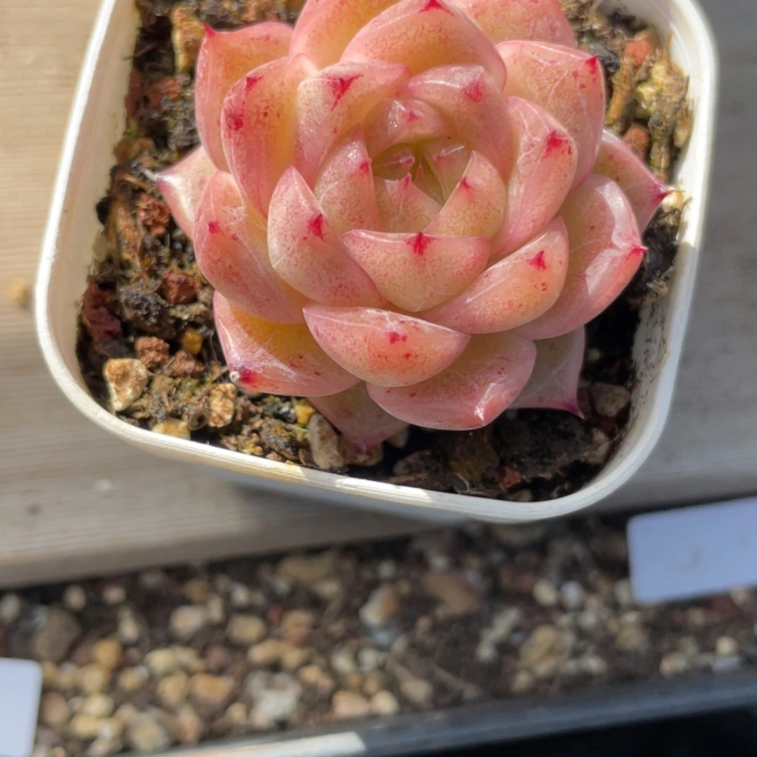 1388优选粉荧光麦秆