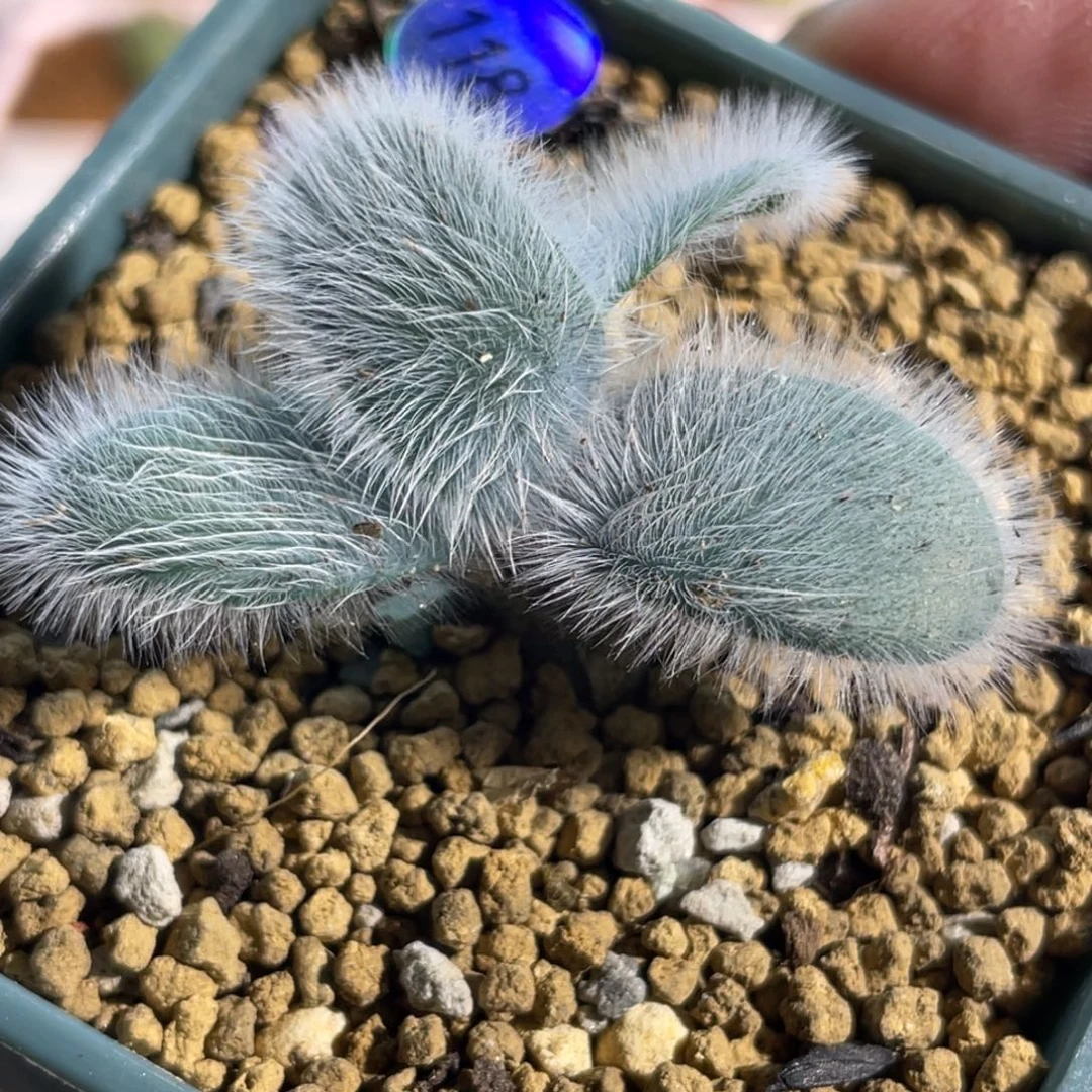 双头毛叶苔花石蒜植物一物一拍