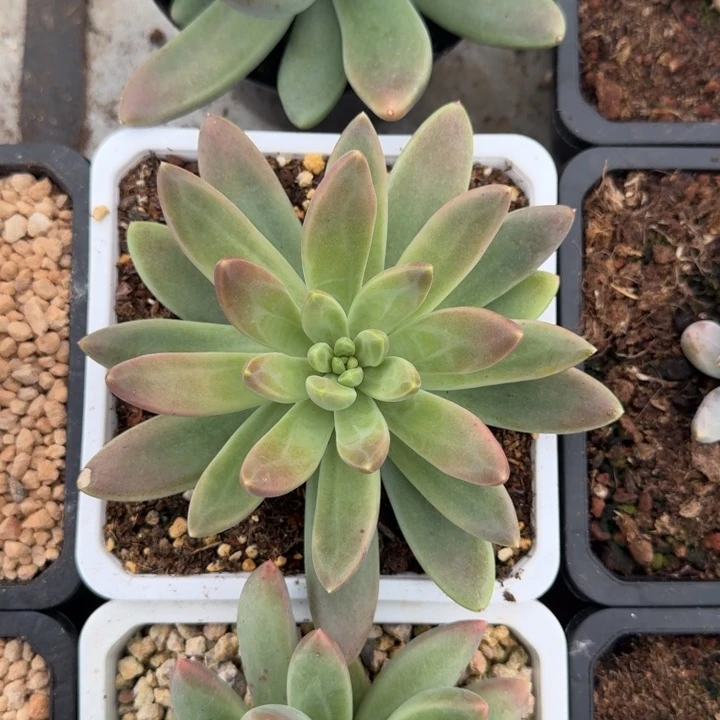 橙色奇迹 单头  一物一拍