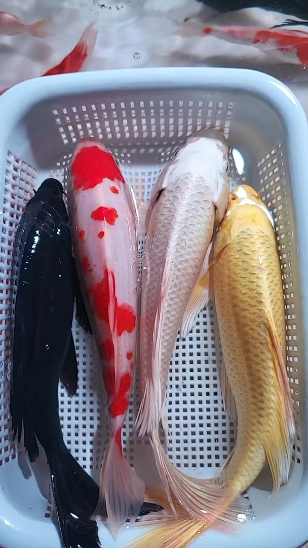 【109】18-20cm 1红白1白1黄1黑  新手好养耐活 观赏鱼