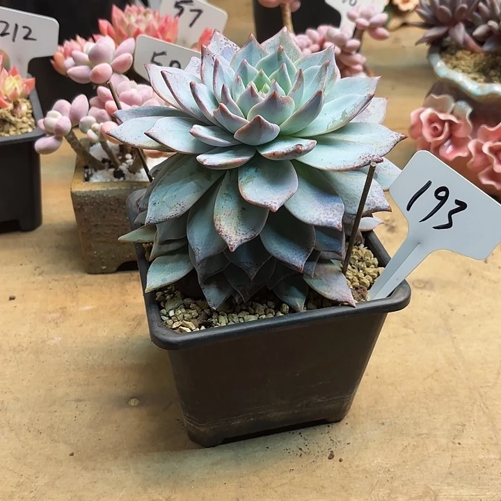 多肉植物，粉蓝鸟193号
