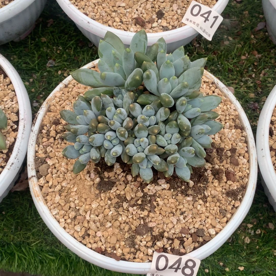 048哥特多肉植物！！！！