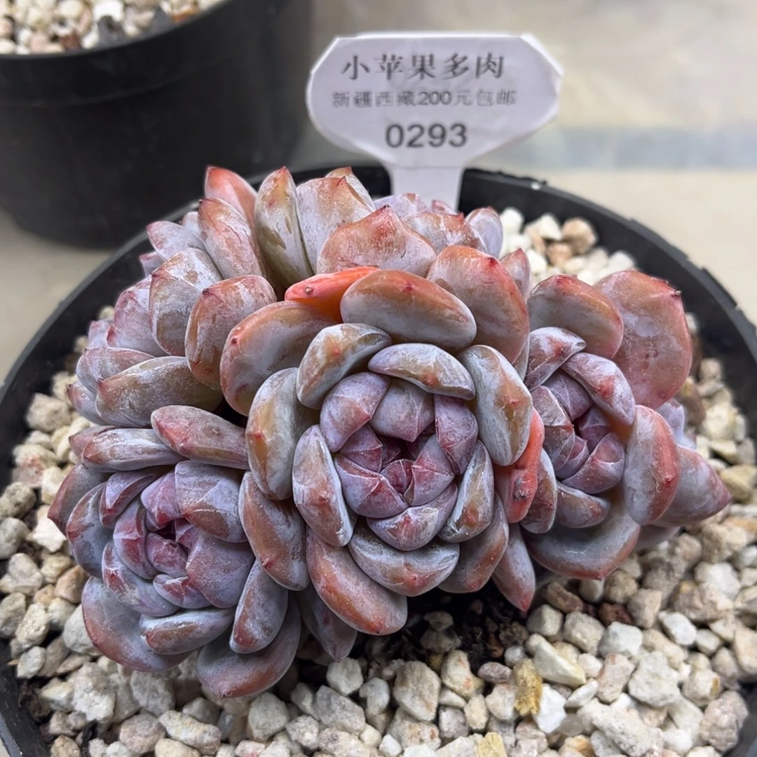 绿底紫心293/12cm6头